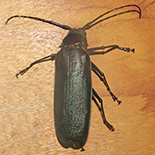 Macrotoma palmata